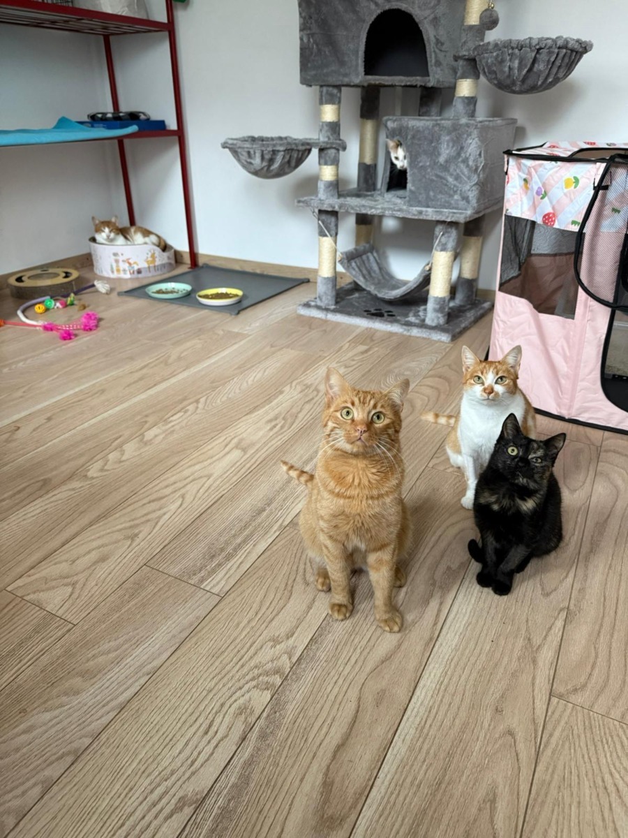 WhatsApp Image 2025-11-26 at 07.49.28 (3)