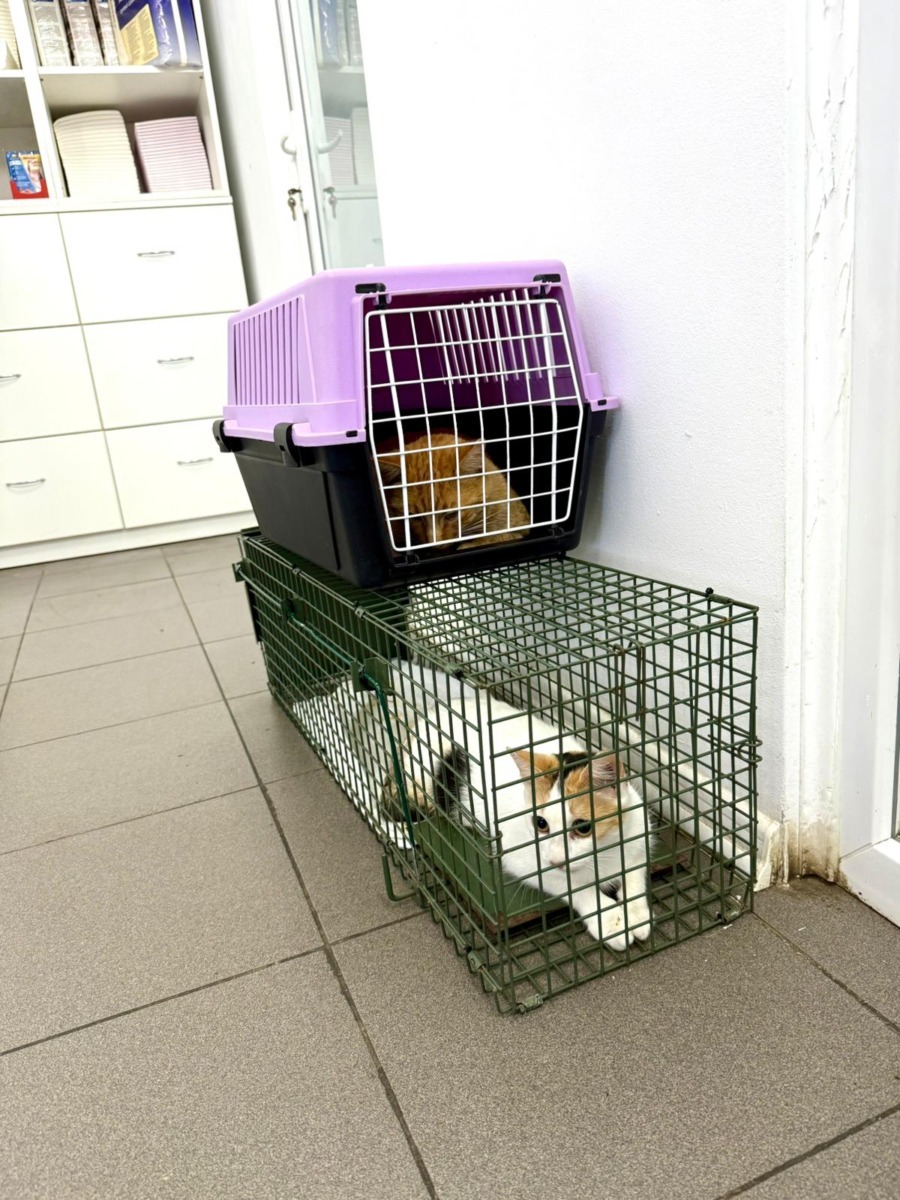 WhatsApp Image 2025-11-26 at 07.49.28