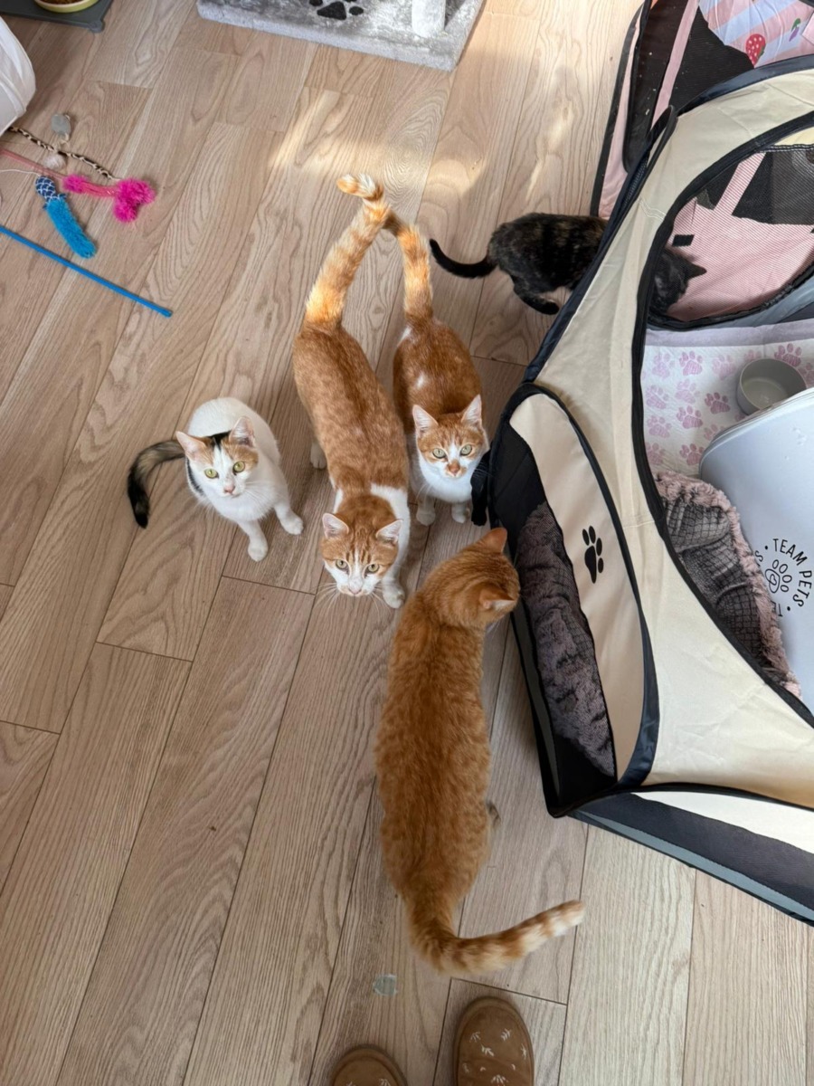 WhatsApp Image 2025-11-26 at 07.49.30