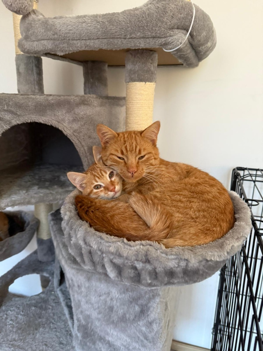 WhatsApp Image 2025-11-26 at 07.49.32