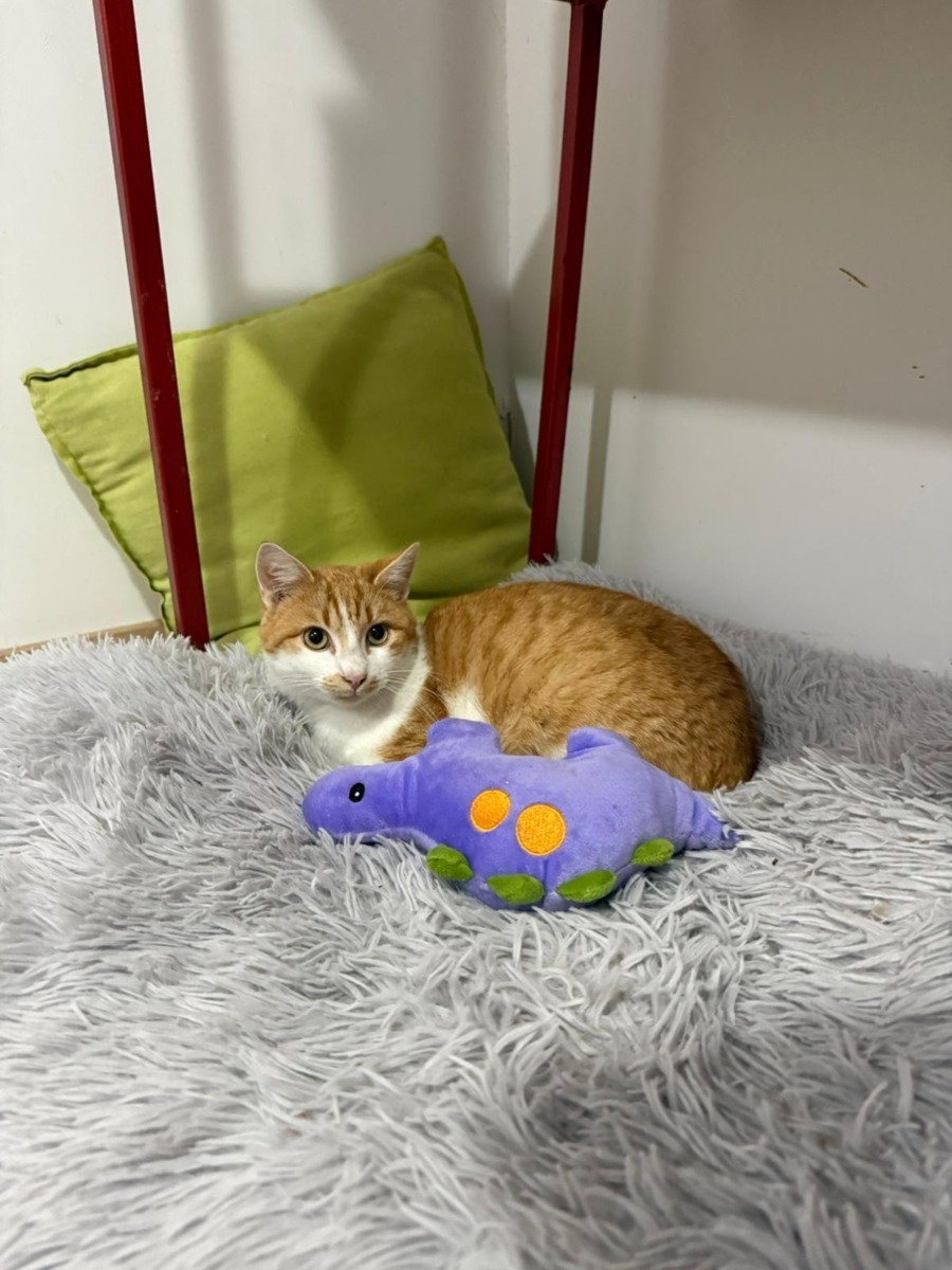 WhatsApp Image 2025-11-26 at 07.49.33