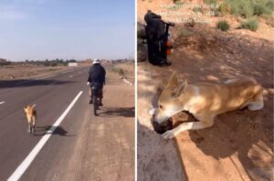cainele s-a tinut dupa biciclisti