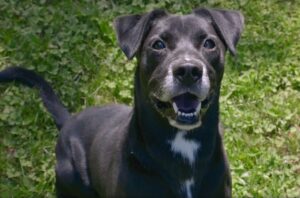 cainele negru e vesel