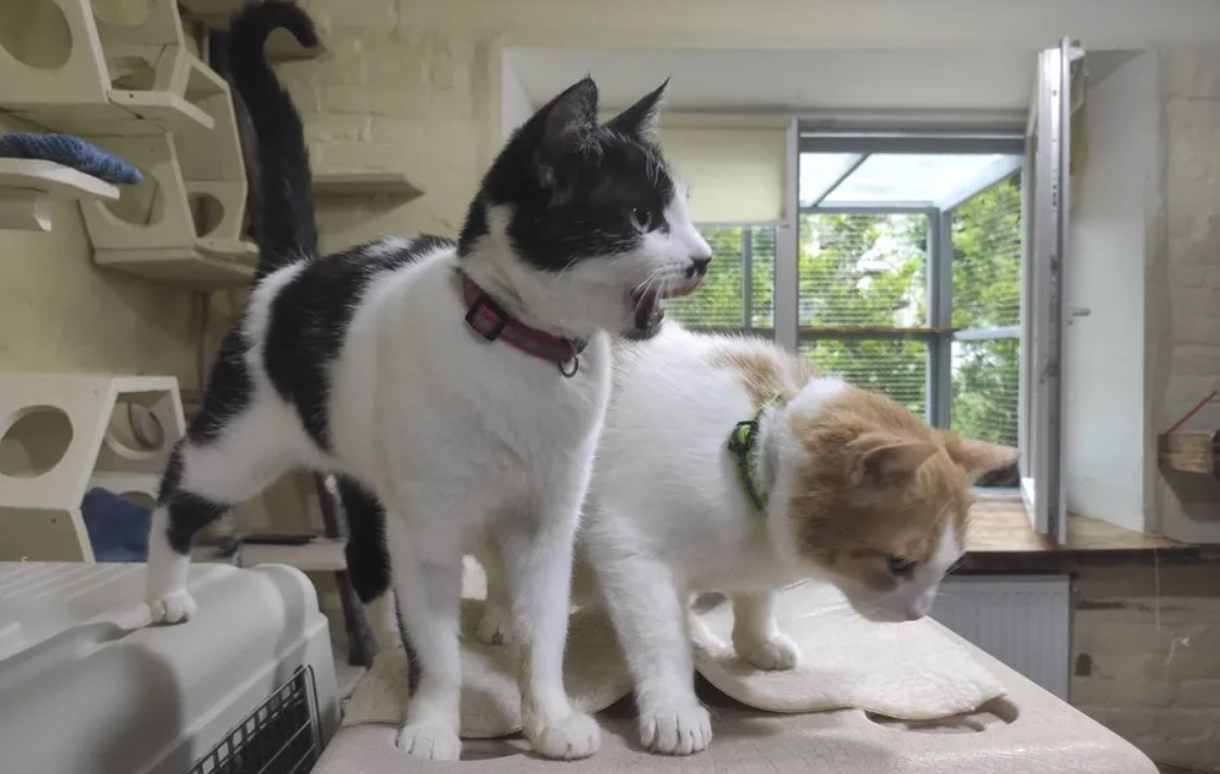 pisici in adapostul din Harkov