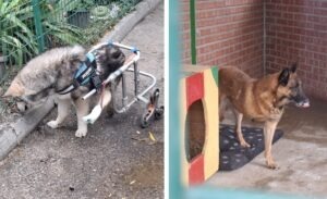 Doi câini din Adăpostul Speranța