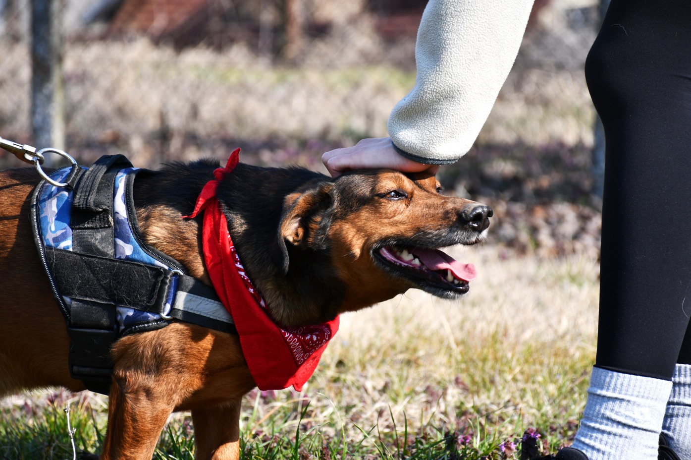 animal-happy-tails-targ-adopttii-timisoara (1)