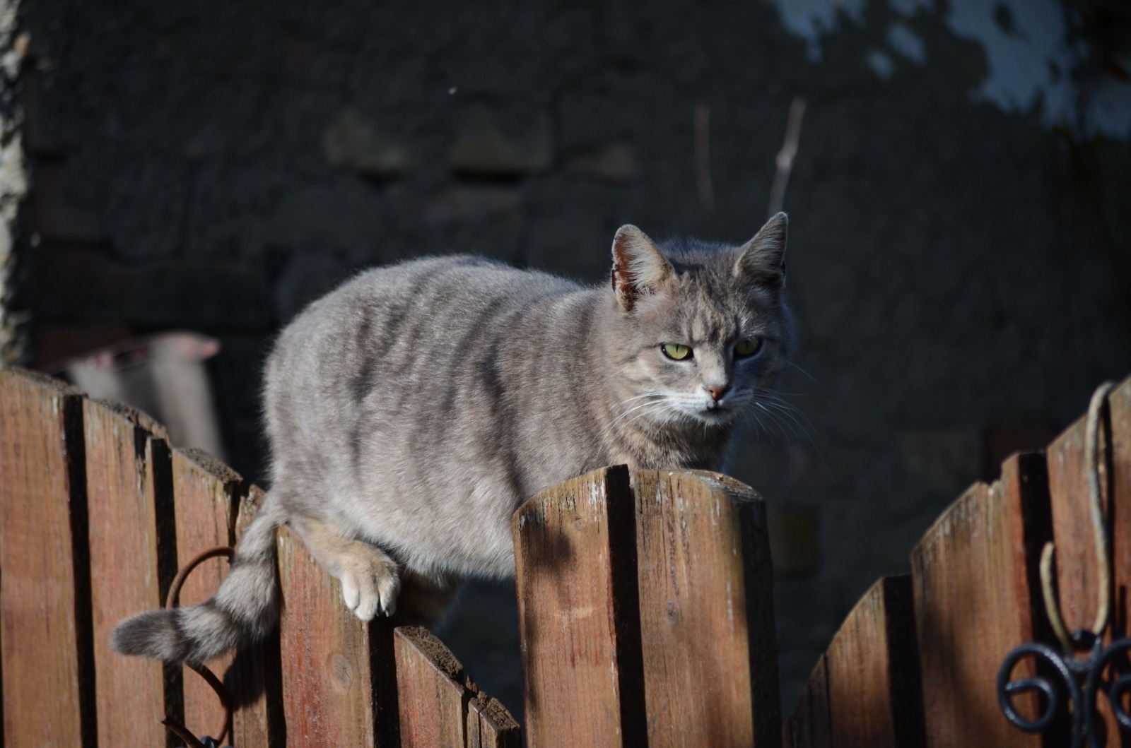 animal-happy-tails-targ-adopttii-timisoara (1)