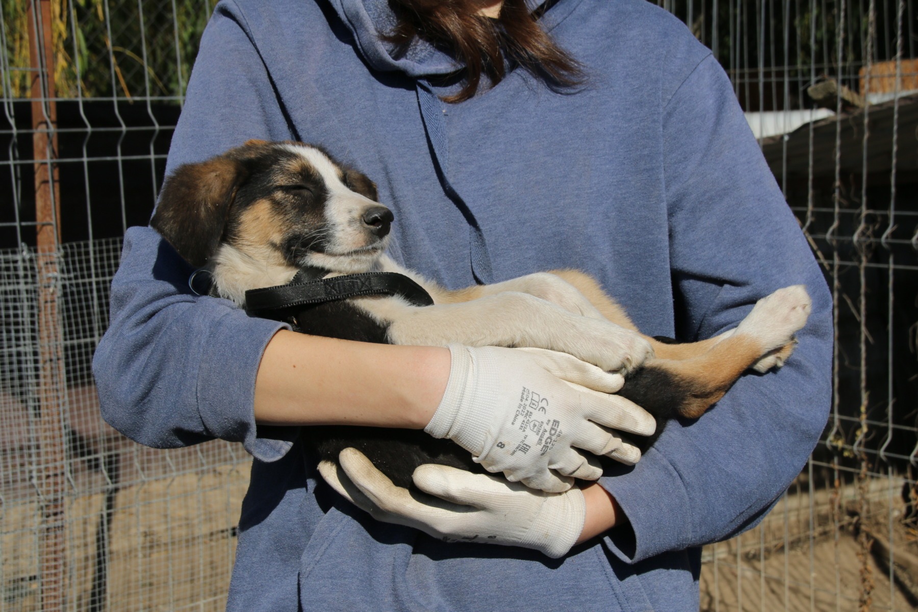 animal-happy-tails-targ-adopttii-timisoara (1)