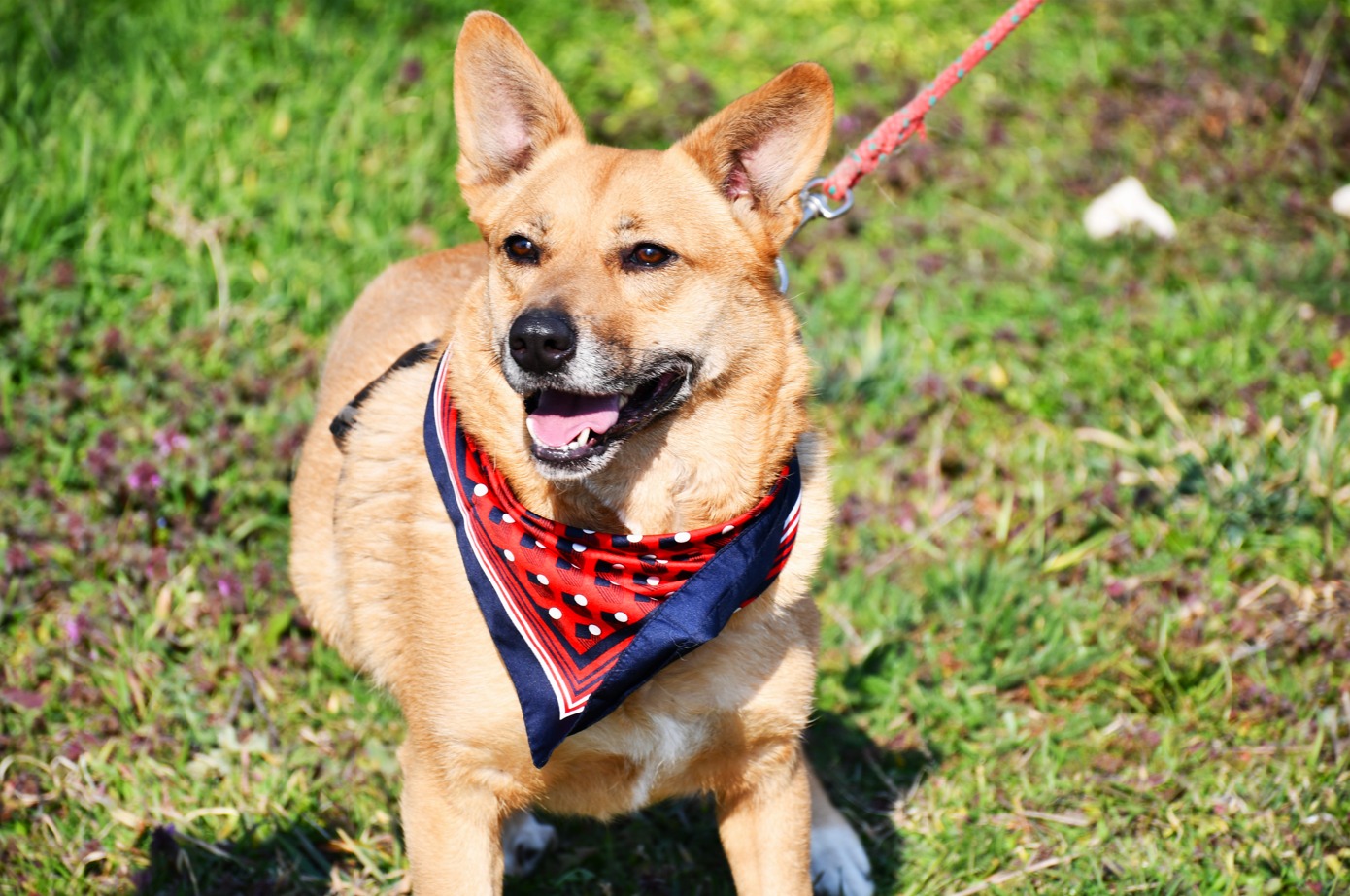 animal-happy-tails-targ-adopttii-timisoara (2)