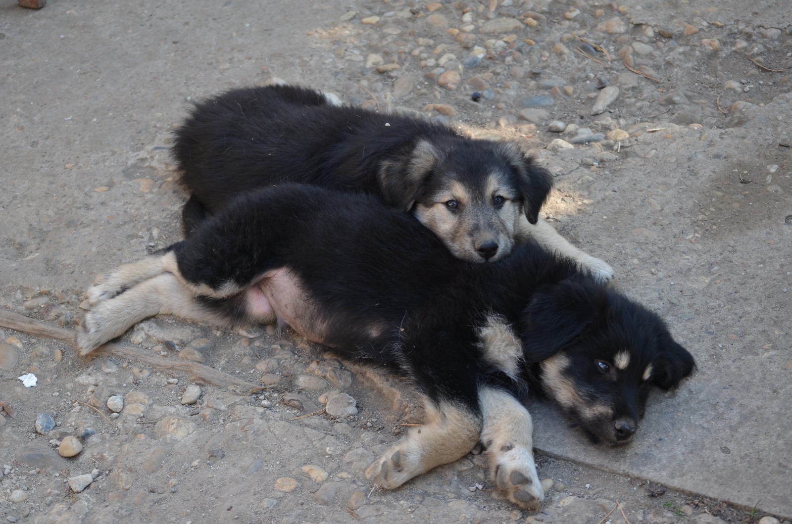 animal-happy-tails-targ-adopttii-timisoara (3)