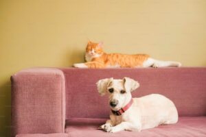 cainele si pisica stau pe canapea