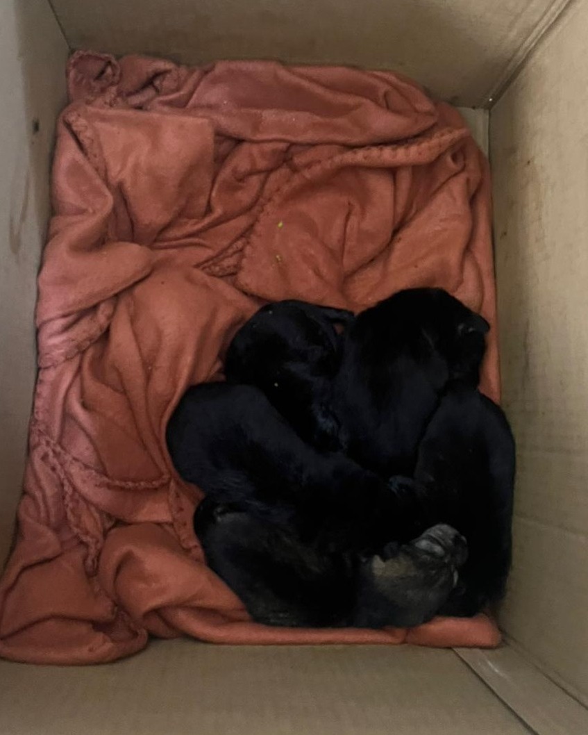 aspa-10-catelusi-salvati-