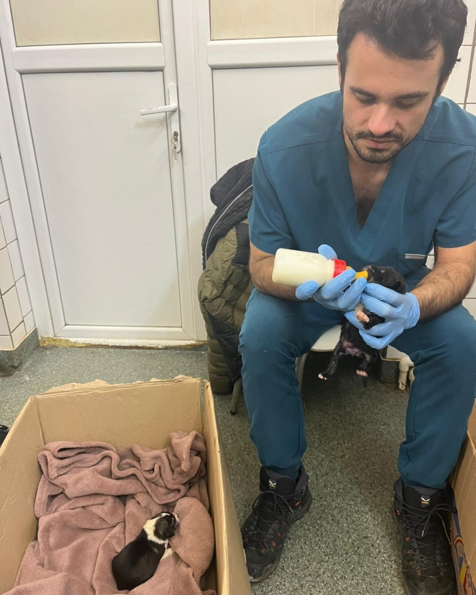 aspa-10-catelusi-salvati-veterinar