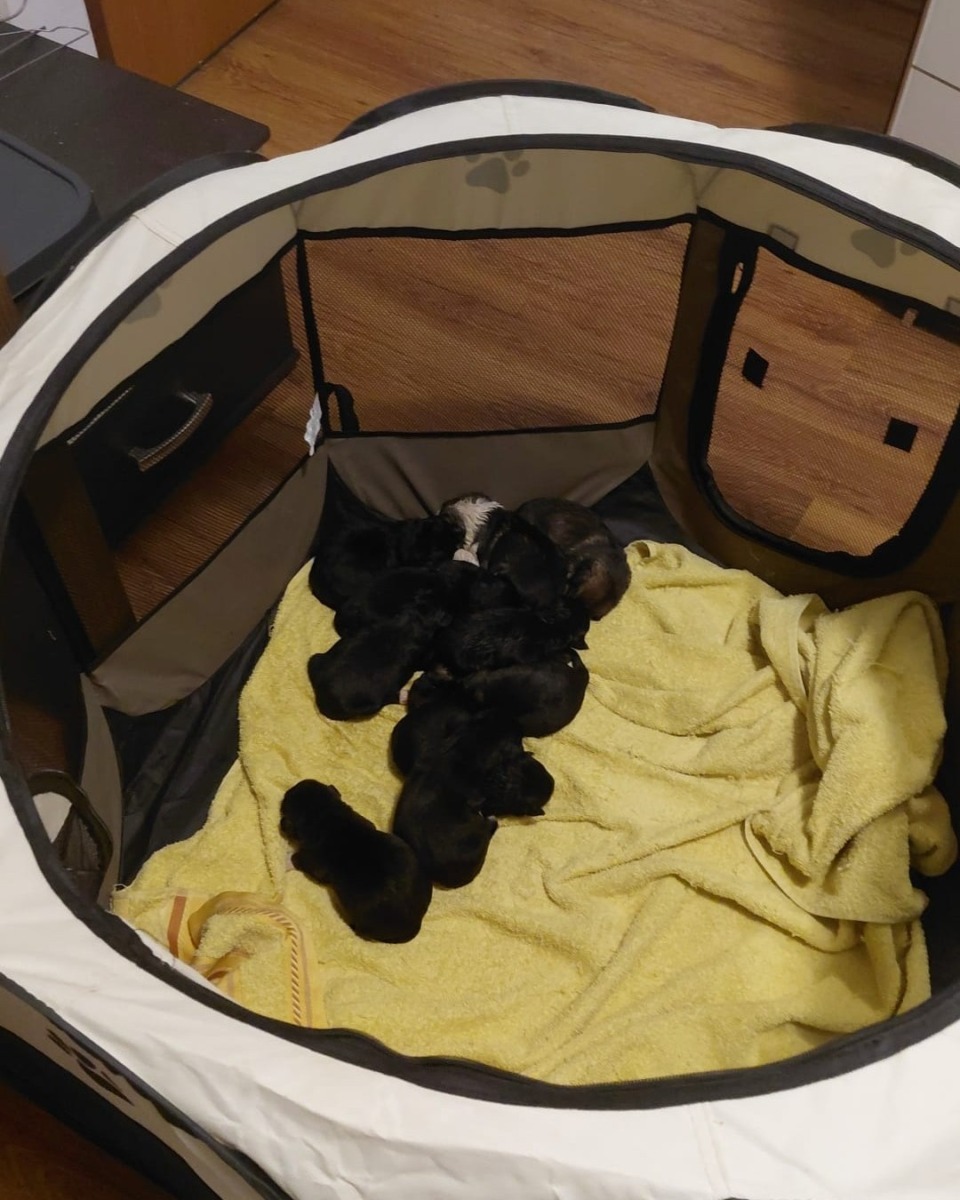 aspa-10-catelusi-salvati