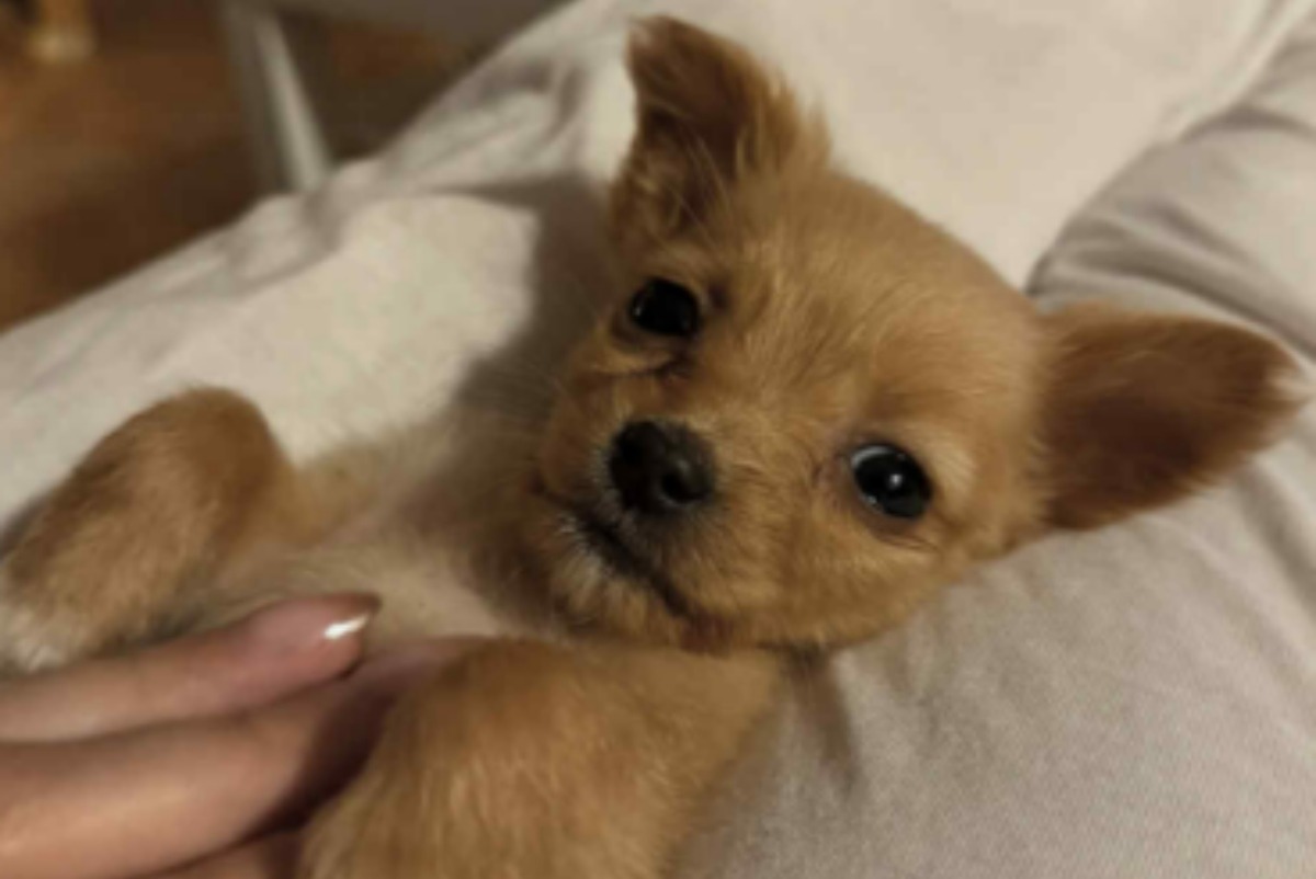 Ayah, cățeșușa salvată