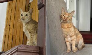 pisica Irinuca de la Biblioteca Metropolitana din Bucuresti