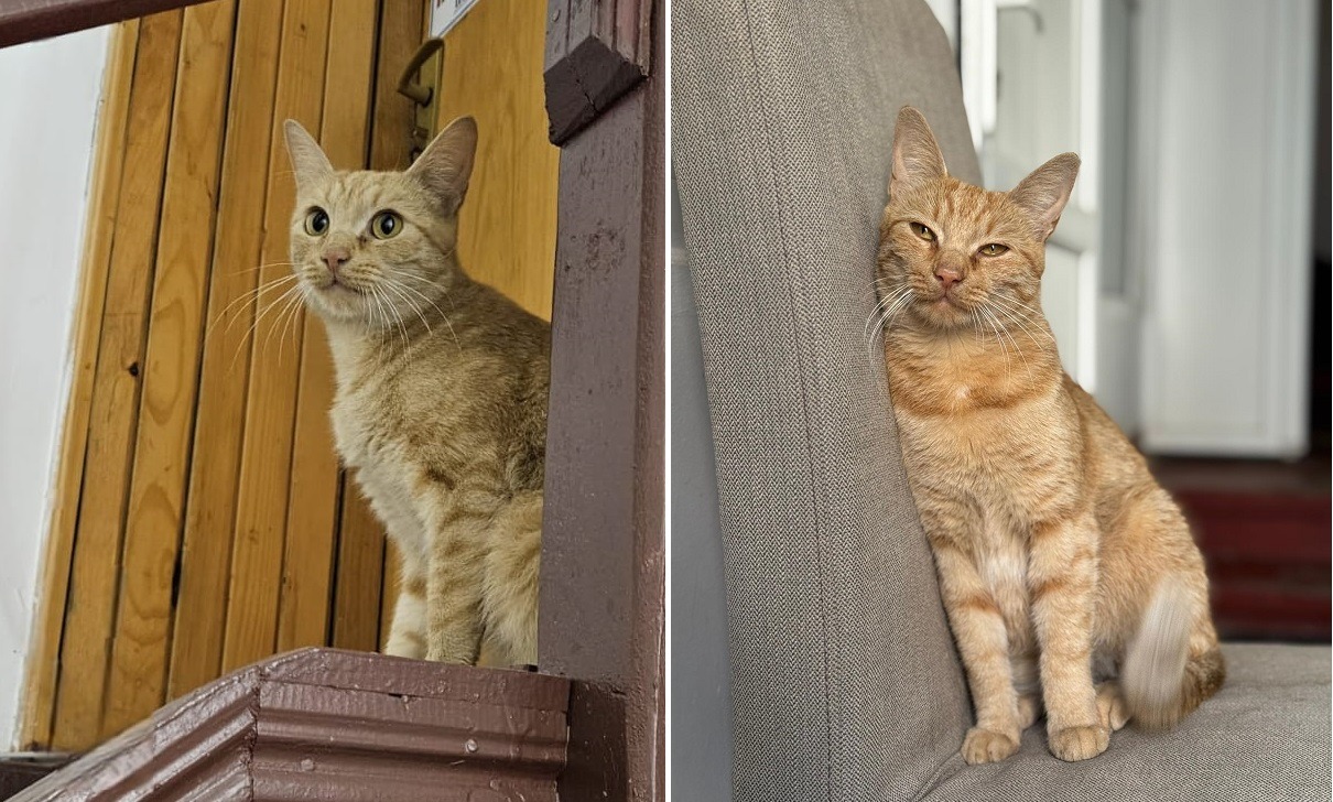 pisica Irinuca de la Biblioteca Metropolitana din Bucuresti