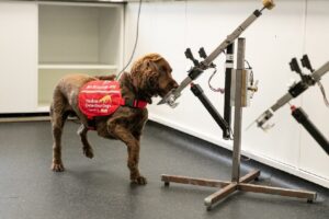 Câine utilitar miroase un dispozitiv care depistează cancerul