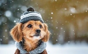 Câine cu fes și fular, în timpul unei ninsori