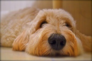Câine goldendoodle întins în iarbă