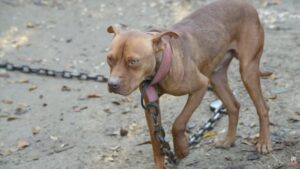 Câine în lanț