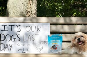 Câine pe o bancă în parc, lângă un banner și o pungă cu recompense