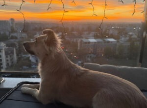 Un câine stă pe terasă și privește afară