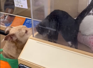 Un câine se împrietenește cu o pisică