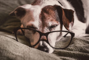 Un câine senior, stând întins în pat, cu ochelari la ochi