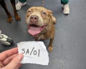 Câine maltratat, salvat de Protecția Animalelor din Marea Britanie