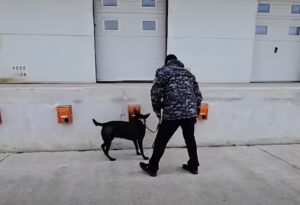 Câine utilitar la antrenament, alături de un agent vamal