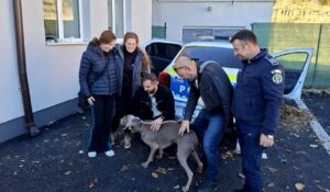 caine pierdut si recuperat de politisti