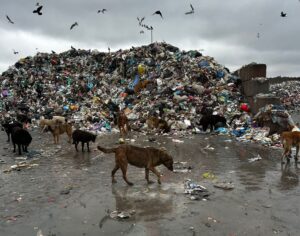 Câini abandonați lângă o groapă de gunoi
