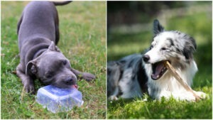 Colaj foto cu câini care rod o caserolă de plastic și un băț de lemn.