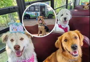 cainii merg la scoala