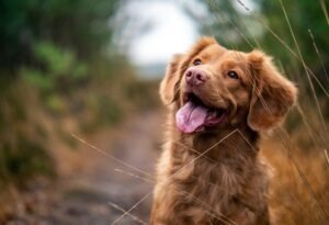 cum percepe cainele lumea