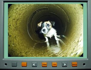 Cățel surprins de o cameră video într-o canalizare