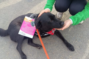 Cățelușă neagră adultă, la târg de adopții