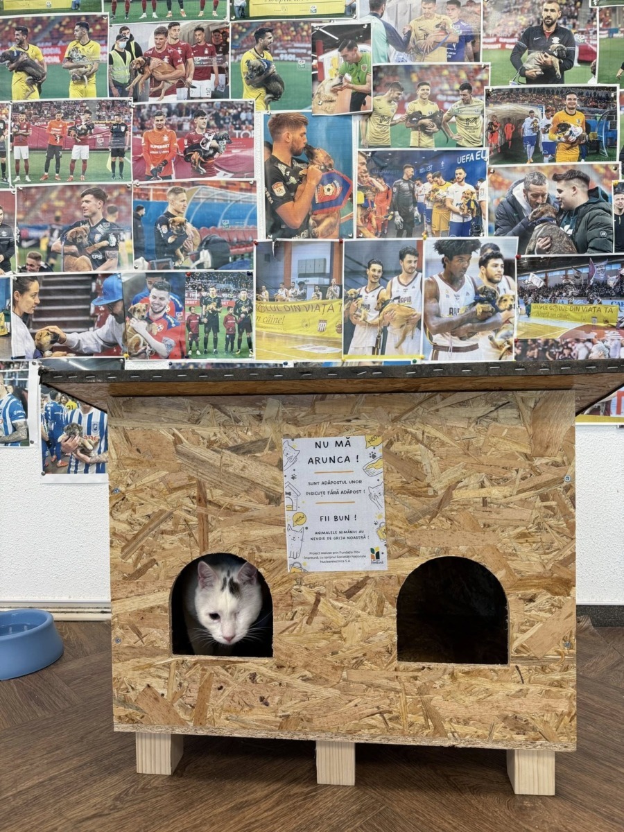 Căsuță pentru pisici