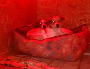 Doi căței stau într-un culcuș