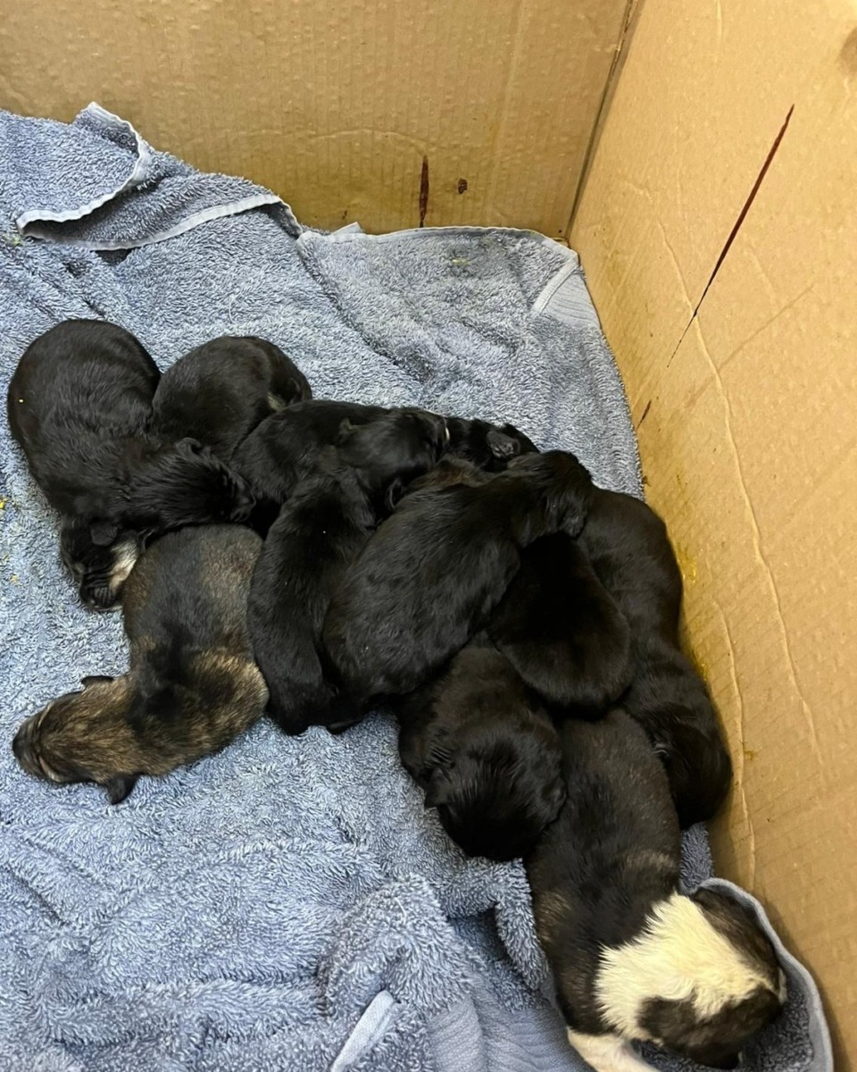 catei-aspa-mici-cutie