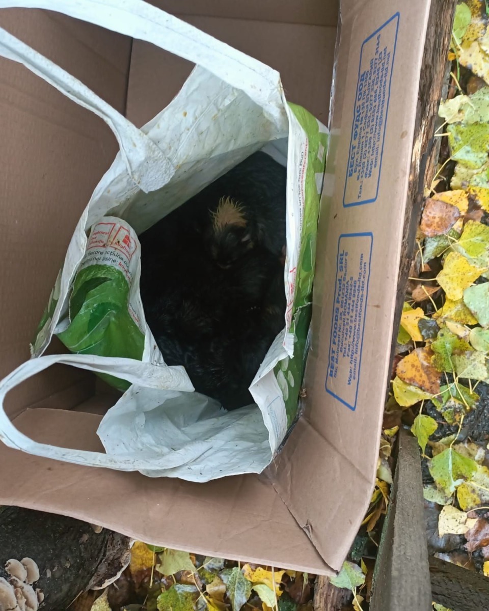 catei-punga-abandonati