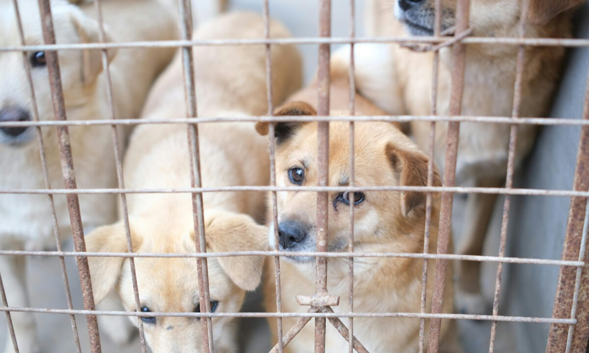 Căței triști în adăpost