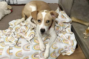 Cățel întins pe o pătură