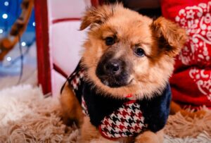 Cățel cu eșarfă la gât