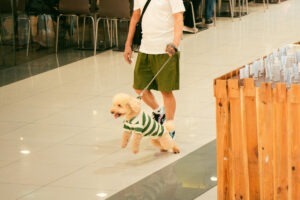Un cățel plimbându-se vesel prin mall, tinut în lesă