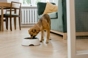 Câine maro mâncând din bol