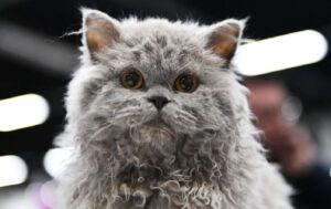 pisica Selkirk Rex