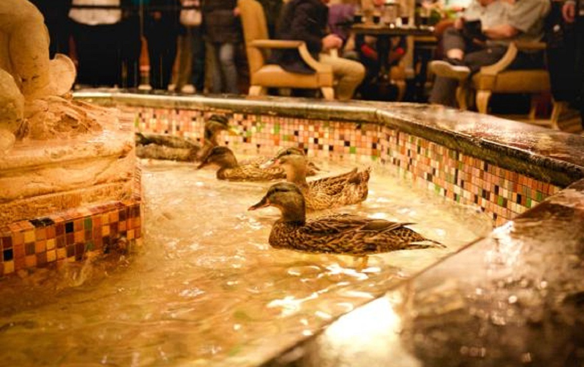 ratele se balacesc in fantana hotelului