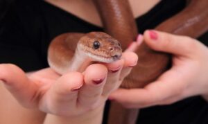 sarpe de companie tinut in palma